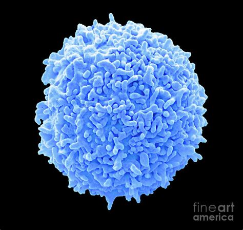 Lymphocyte White Blood Cell Photograph By Steve Gschmeissnerscience