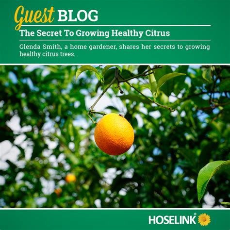 The Secret To Growing Healthy Citrus At Home Citrus Trees Lemon Tree