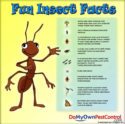 Wondering what's interesting about the animals, fishes and insects you see everywhere ? Funny Facts Bees | HD Wallpapers Plus