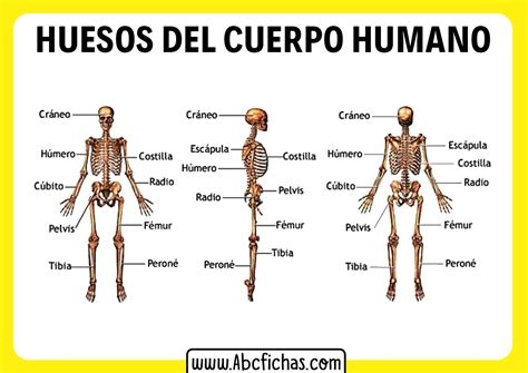 Huesos Del Cuerpo Humano Abc Fichas Kulturaupice