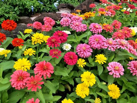 Campo Variopinto Dei Fiori Rossi Gialli Bianchi Di Rosa Nel Giardino