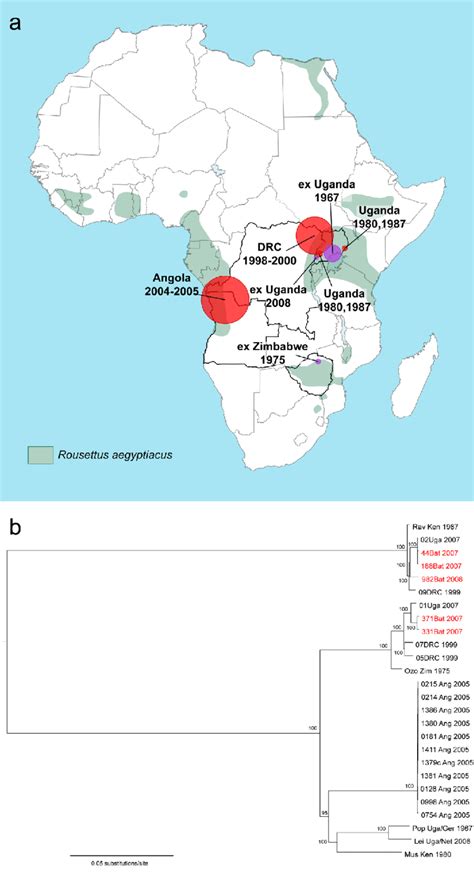 Marburg virus causes marburg hemorrhagic fever — an illness marked by severe bleeding marburg virus is native to africa, where sporadic outbreaks have occurred for decades. Geographic distribution and phylogenetic analysis of ...