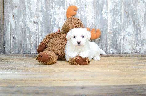 Find your new companion at nextdaypets.com. Havanese puppies for sale | Small purebred Havanese puppies for sale in Ohio