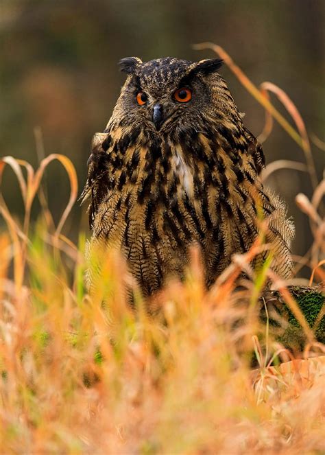 Owl Bird Predator Grass Wildlife Hd Phone Wallpaper Peakpx