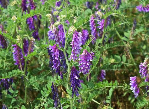 Hairy Vetch Advance Cover Crops