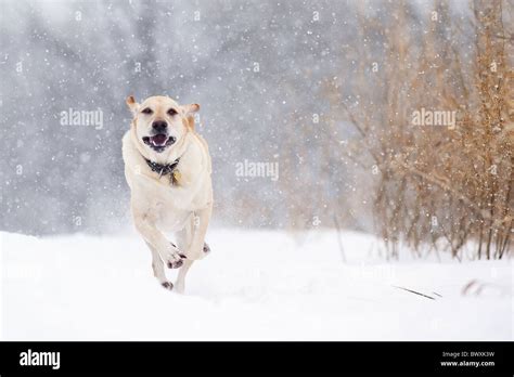 Yellow Labrador Retriever Dog Running In Snow Stock Photo Alamy