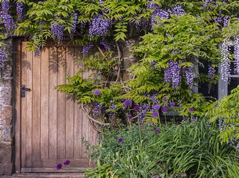 15 Best Places To See Wisteria In The Uk