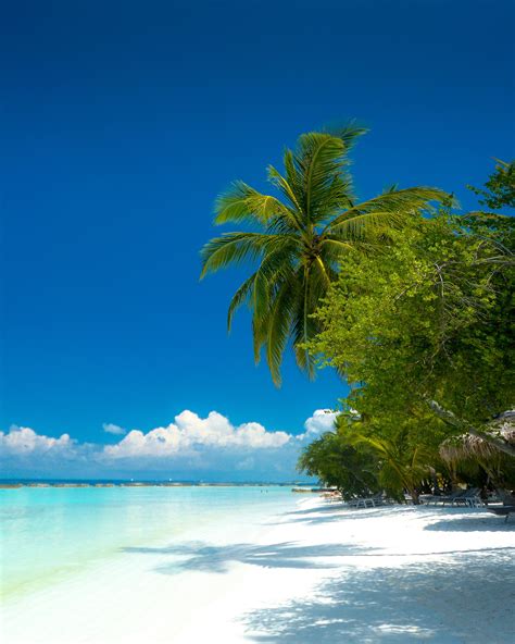 Download Mobile Wallpaper Tropics Ocean Paradise Beach Palms