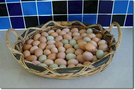 (unless you really have a lot of eggs and want to use 2 dozen eggs to make both. Of Mice and Men and Chooks