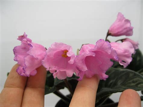 Maybe you would like to learn more about one of these? African violet 'DN- Рожева Конвалия / Rozheva Konvaliya ...
