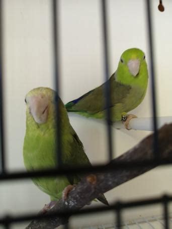 .sold in pet stores, the truth about how these animals came to be in your local shop is incredibly bird poachers, however, plan for this. Birds, Rehome Buy and Sell | Preloved in 2020 | Unusual ...
