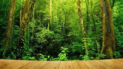 Rainforest Tropical Wallpapers Forest Rain Malaysia Borneo