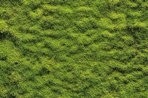 Moss Is About The Lowest Maintenance Lawn You Can Get It Doesnt Need