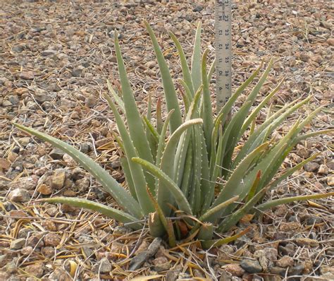 Guide To Desert Plants With Photos Scw Desert Garden Club