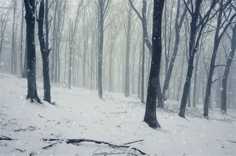 Snow Falling In Winter In Forest Stock Photo Image Of Mist