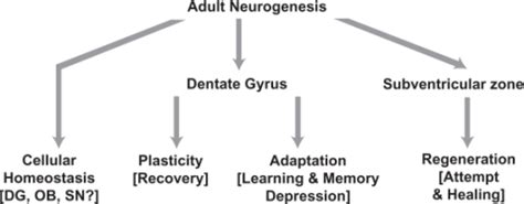Functionality Of Adult Neurogenesis Adult Neurogenesis Open I