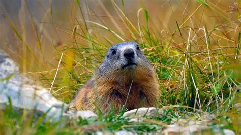 Bing Homepage Gallery Pet Birds Marmot Animals
