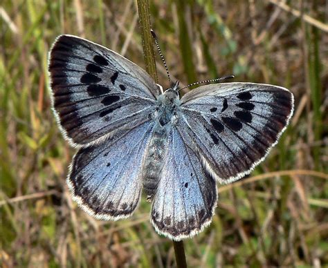 10 Unique Butterfly Species That Can Be Found In America Worldatlas
