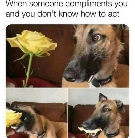 the best flower memes memedroid