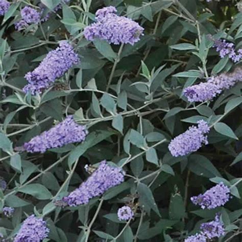 Monarch® Glass Slippers Butterfly Bush Grown By Overdevest