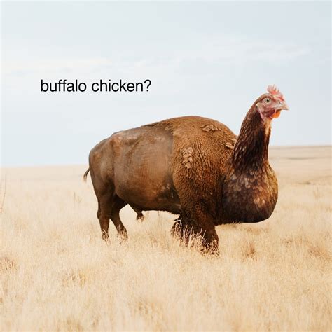 Buffalo Chicken From An Ad I Seen Rhybridanimals