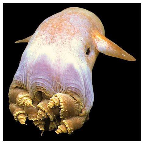 Ela Enterprise On Twitter 深海の生物 美しい生物 美しい海の生き物