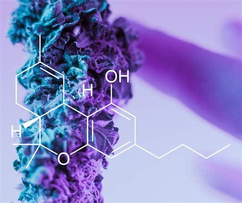 The 5 Primary Cannabinoids Explained
