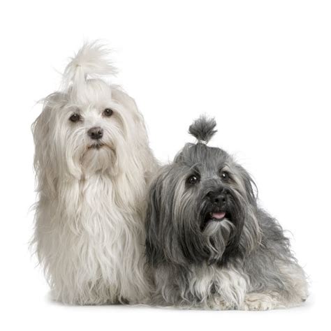 Havanese Dog Breed Information And Pictures Dogs And Puppies Central