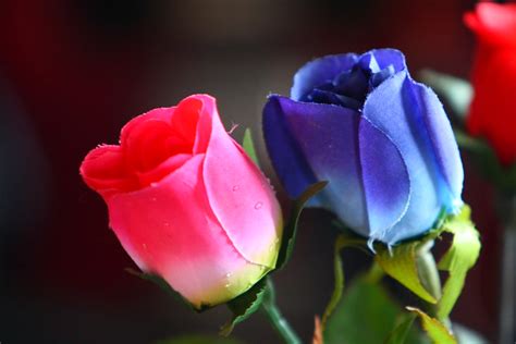 Pink And Blue Rose Flickr Photo Sharing