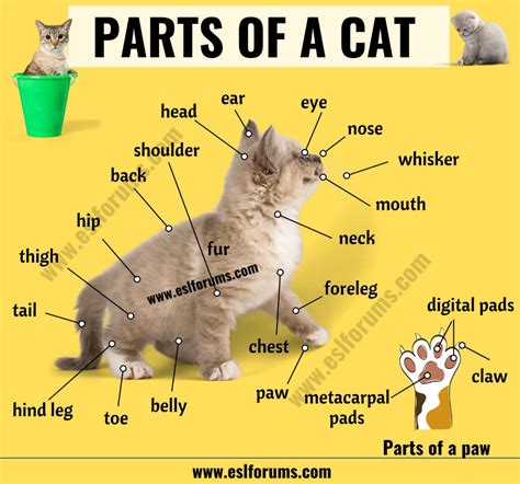 Cat Anatomy Different Parts Of A Cat With Esl Picture Artofit