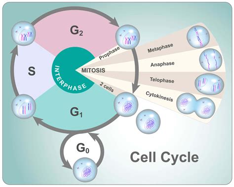 細胞分裂｜ゲノム情報伝達の仕組み：細胞周期 東京・ミネルバクリニック