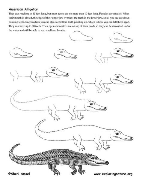 Reptile Alligator Pdf Available On How To Draw Alligators Back