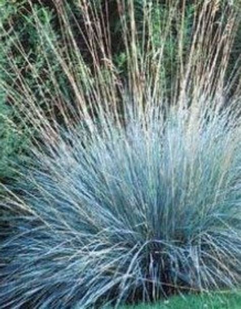 Blue Oat Grass How To Grow Care Propagation Pruningguide The