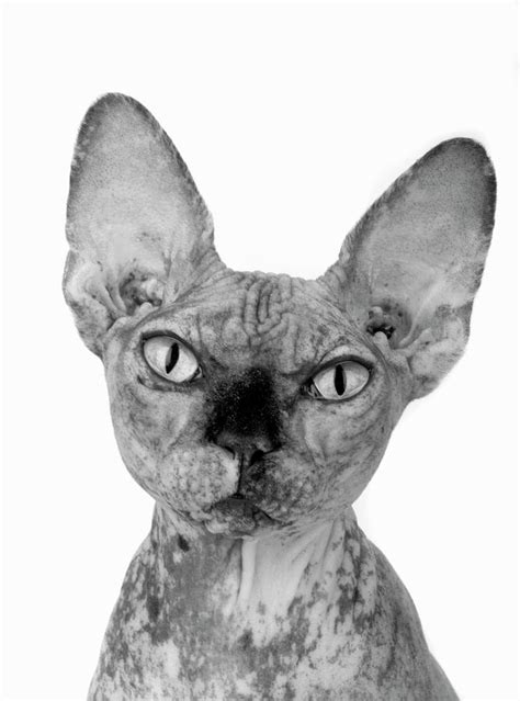 Portrait Of Hairless Cat Photograph By Martin Rogers