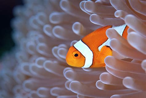 Clownfish In White Anemone Photograph By Alastair Pollock Photography