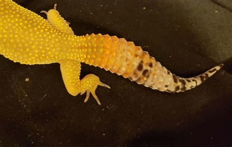 Why Does My Leopard Gecko Have A Cut Tail