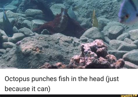 Octopus Punches Fish In The Head Just Because It Can Ifunny