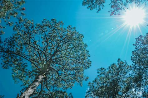 Pohon Di Bawah Matahari · Foto Stok Gratis