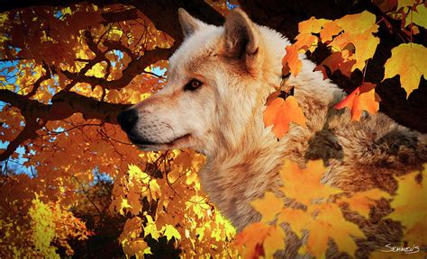 Autumn Leaves And Wolf Photograph By Gordon Semmens Fine Art America
