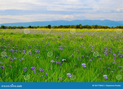 Wild Iris Stock Photo Image Of Flower Experience Nature 96779642