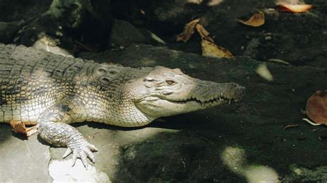 Premium Photo A Portrait Of Spectacled Caiman Caiman Crocodilus Also