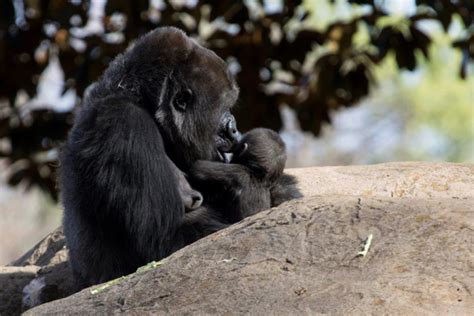 Gorilla Infant Gets Fitting New Name At Zoo Atlanta Zooborns