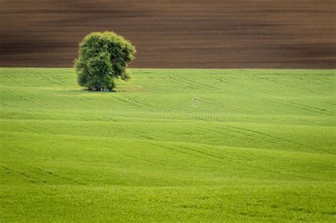 Lone Tree Standing In A Wavy Field In Spring Fresh Young Wheat