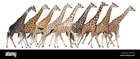 Giraffe Subspecies Stock Photo 111519753 Alamy