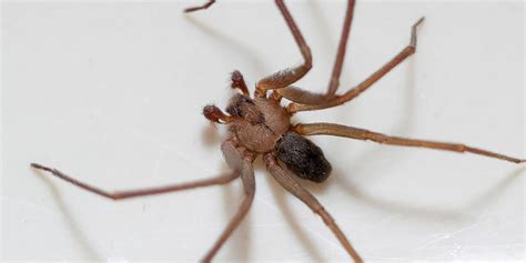 Brown Recluse Spider Extermination Big River Pest Control