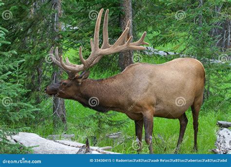 Large Bull Elk Grazing In Summer Grass In Yellowstone Stock Image