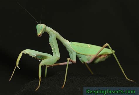 General Description Of A Praying Mantis Keeping Insects