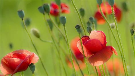 1920x1080 Nature Poppies Field Summer Red Coolwallpapersme