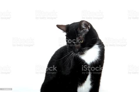 Black And White Tuxedo Cat Stock Photo Download Image Now Animal