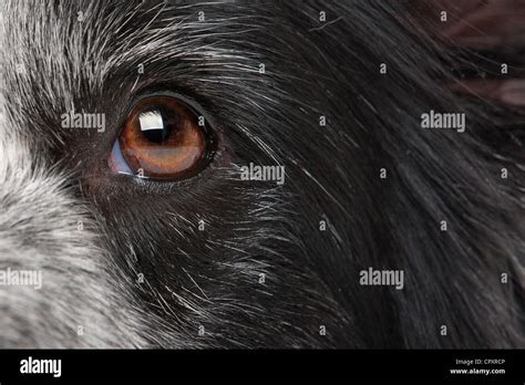 Close Up Eye From A Border Collie Dog Stock Photo Alamy
